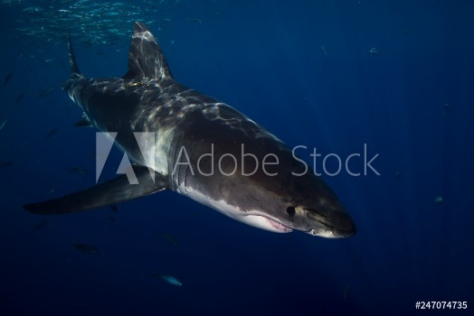 Picture of Great White Shark in cage diving 